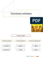 Funcion Celular