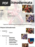 Aula Uniasselvi - Echinodermata