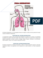 Sistema respiratorio: funciones, partes y procesos