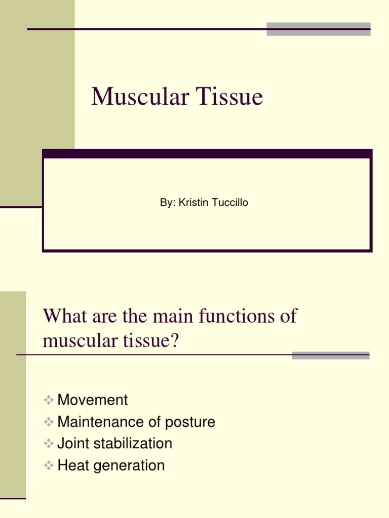 Muscular Tissue: By: Kristin Tuccillo PDF