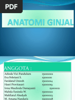 ANATOMI GINJAL