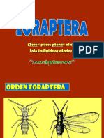 Ordenes de insectos acuáticos y terrestres