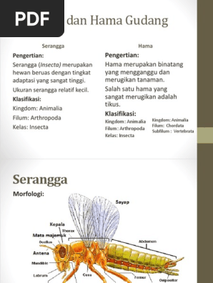 Penge Masa An