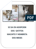 Gatos en Adopcion Imprimir