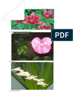 Tipos de flores y follajes comunes