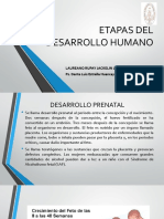 Etapas Del Desarrollo Humano 