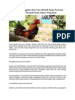 Berikut Keunggulan Dan Cara Melatih Ayam Peruvian Supaya Menjadi Ayam Aduan Yang Kuat