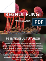 Regnul Fungi