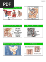 Sistema Genital Masculino