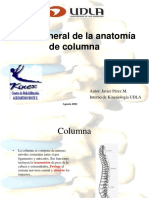 Anatomia Columna