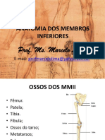 Anatomia membros inferiores