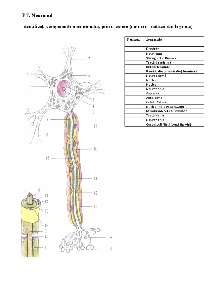 Neuronul | PDF