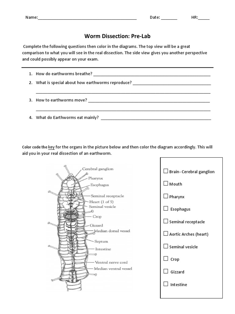 Earthworm Pre Lab PDF Animal Anatomy Nature