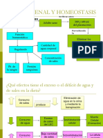 Sistema Renal