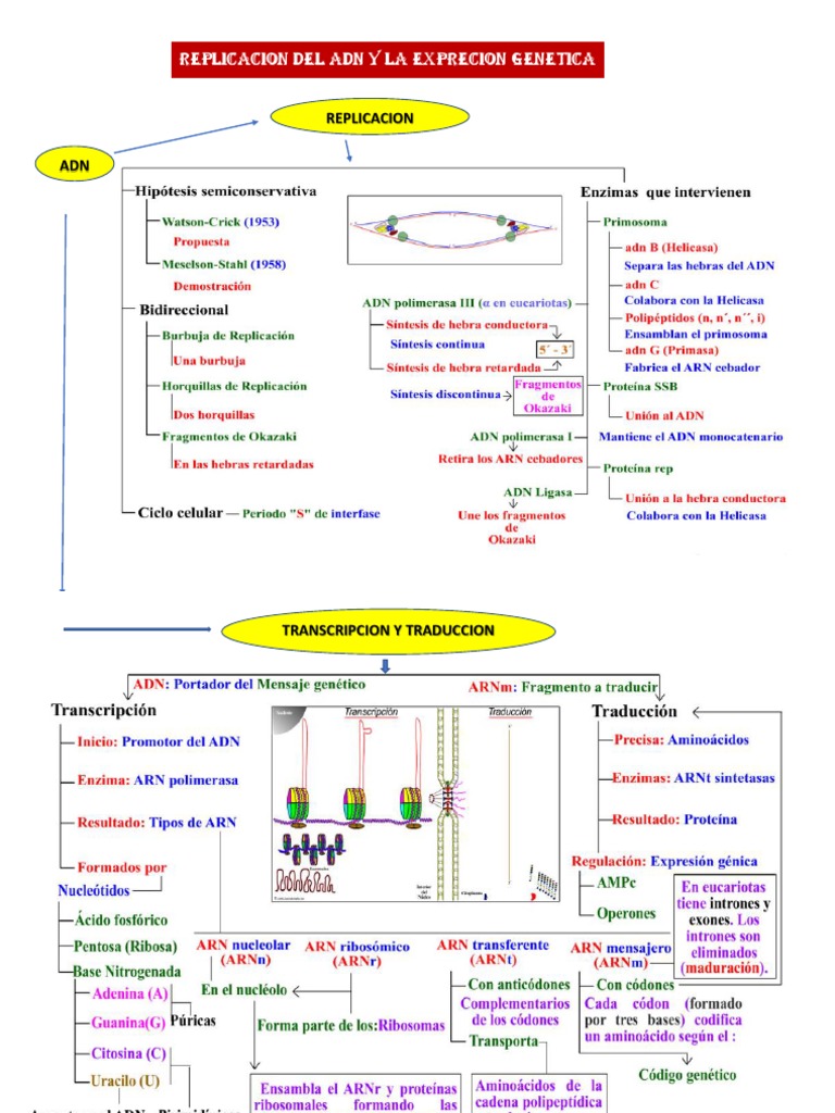 Mapa Conceptual DE REPLICACION, TRANSCRIPCION Y TRADUCCION