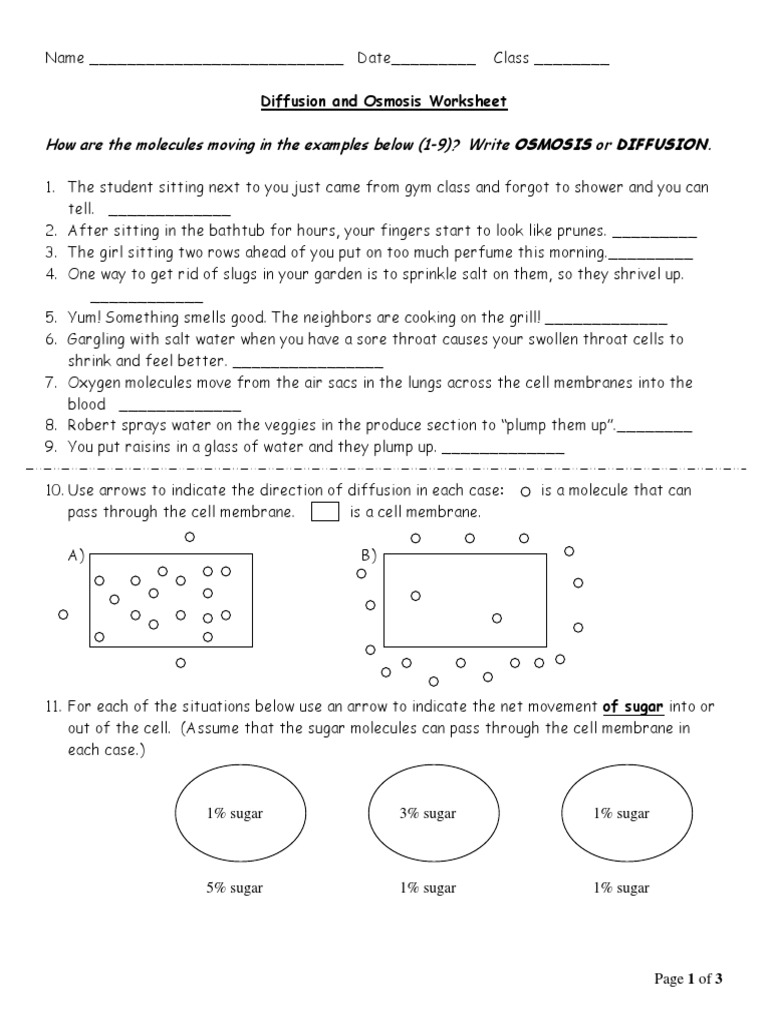 20 - Diffusion and Osmosis - Worksheet  PDF  Osmosis  Cell Biology With Regard To Diffusion And Osmosis Worksheet