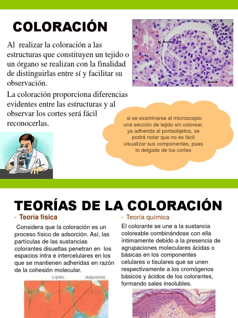 COLORACIÓN | PDF | Tinción | Sustancias químicas