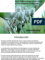 Presentacion Cochinilla Agroecologia