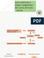 Seminario Embrio Grupo 2b