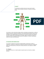 1-¿Qué Es El Sistema Óseo?: 2.1 - Soporte