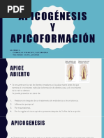 Apicogenesis y Apicoformacion