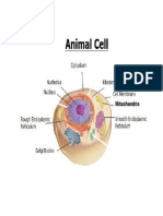 Animal Cell