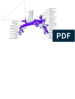 Anatomia arterie polmonari