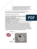 NUCLEOLO y Cromatina