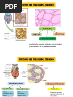 Histologia Semana 11