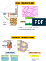 Histologia Semana 11