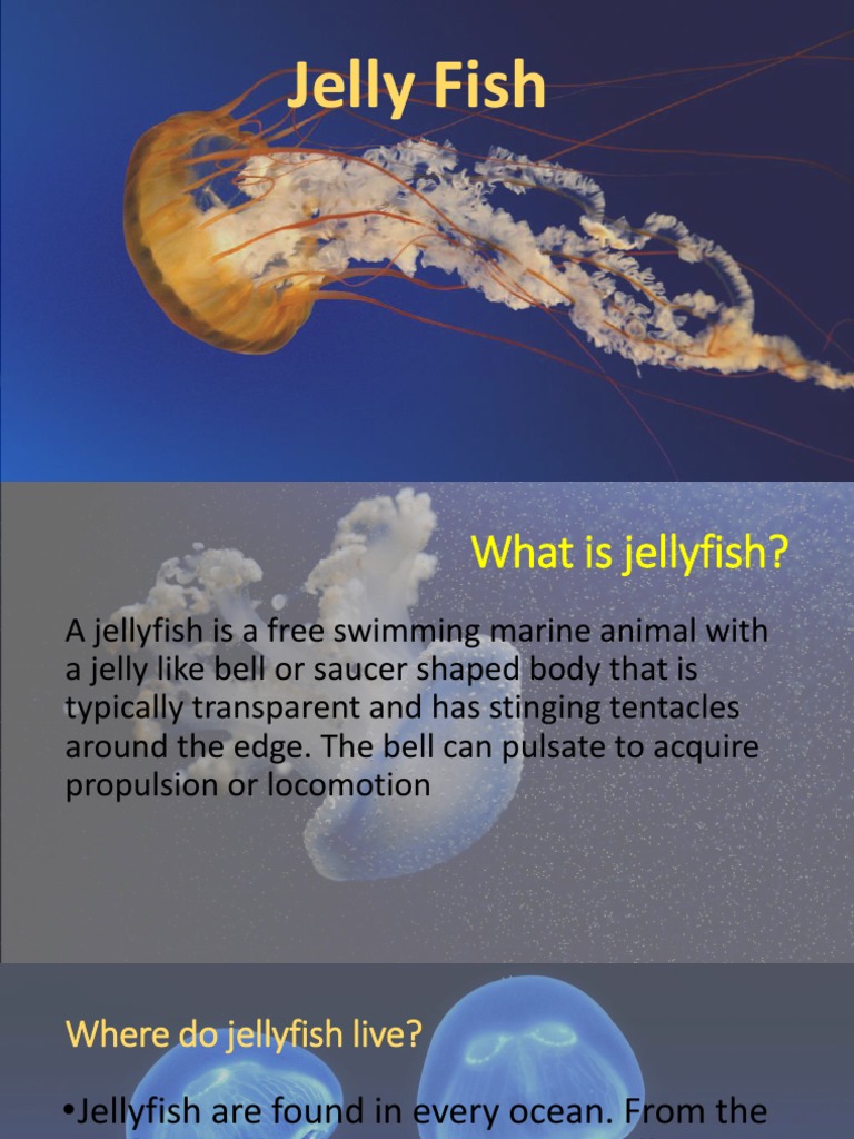 Jellyfish | PDF