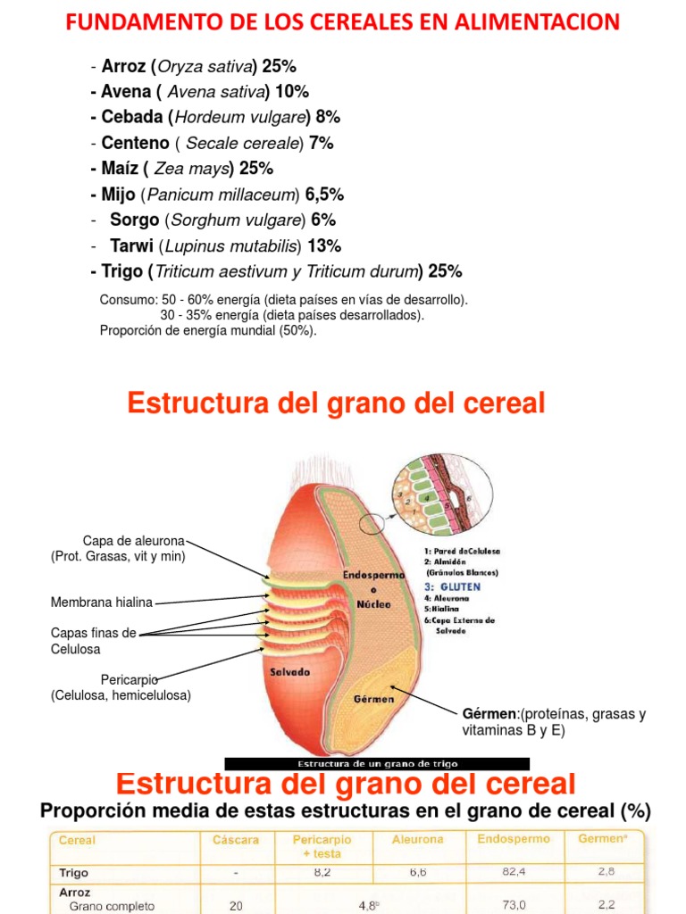 estructura y composicion quimica de los cereales.pptx