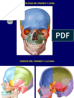 CABEZA USA.ppt