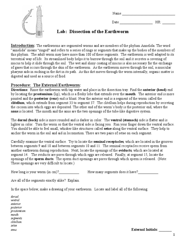 Earthworm Dissection | PDF | Animal Anatomy | Anatomy