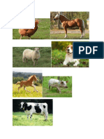 animale gradi.docx