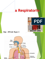 aparato-respiratorio