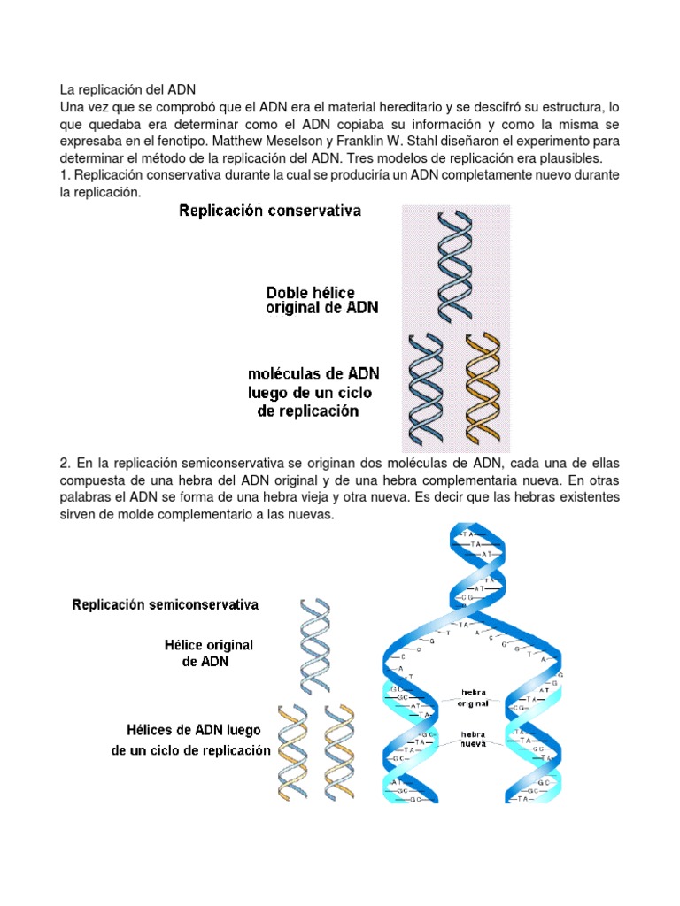 La Replicación Del ADN | PDF | Replicación De Adn | Adn