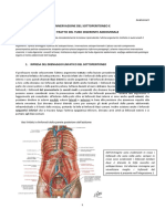 39-Anatomia II-06.04.2016-Innervazione Del Sottoperitoneo e Trattazione Del Tubo Digerente Addominale