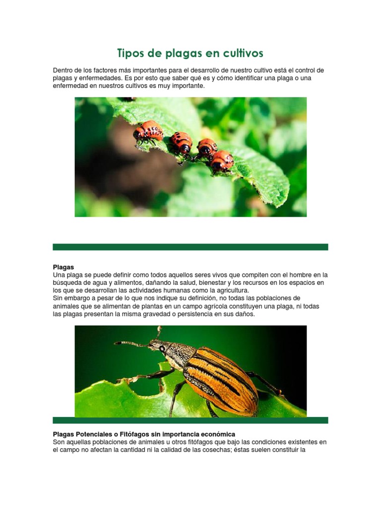 Tipos de Plagas en Cultivos | PDF | Plaga (organismo) | Insectos