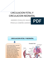 Circulacion Fetal
