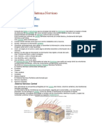 Anatomía Del Sistema Nervioso