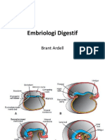 Embriologi Digestif