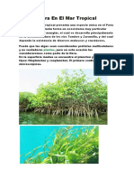 Flora Marinas Perú: Manglares y Algas