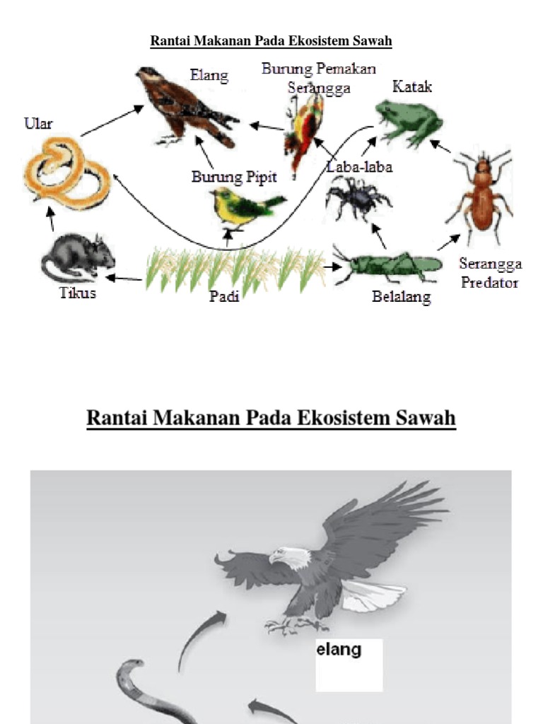 Gambar Rantai Makanan Pada Ekosistem Gambar Rantai Makanan Rantai