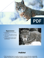 Lynx Presentation