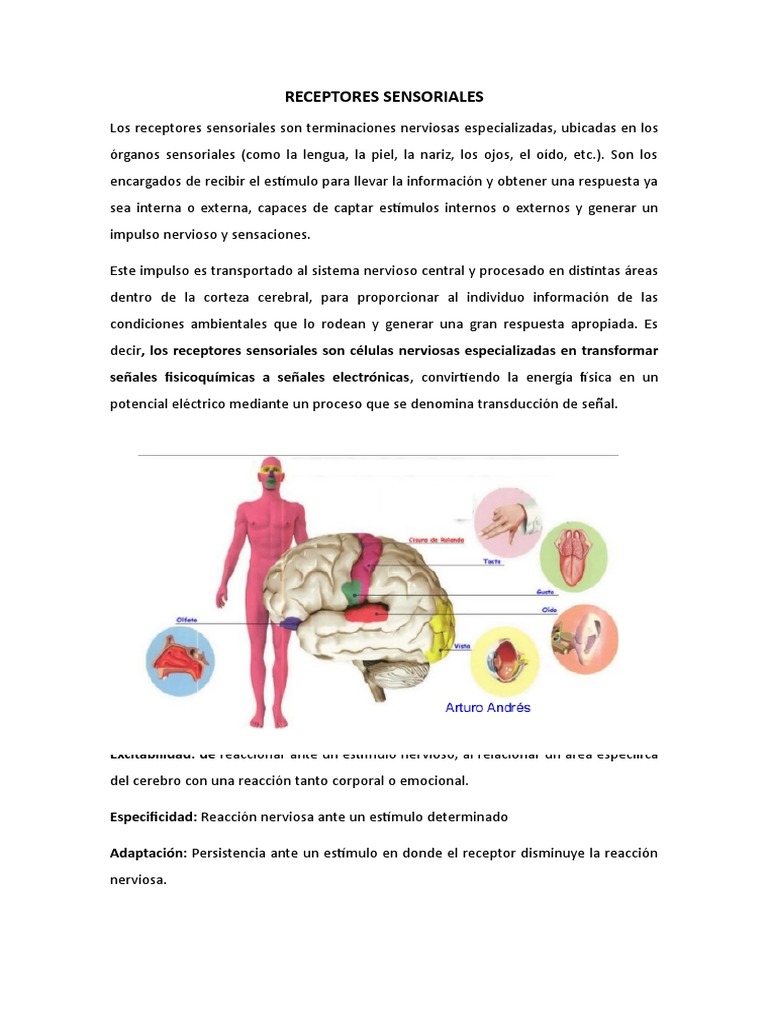 RECEPTORES SENSORIALES Gusto Olfato Prueba gratuita
