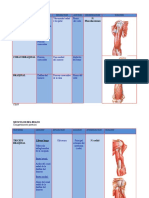 Musculos Del Miembro Superior