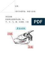 动物的进食分类