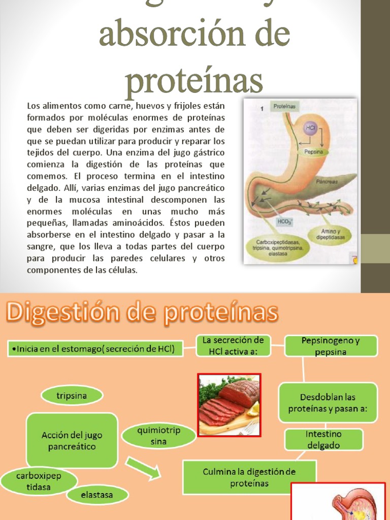 Digestion y Absorción de Proteinas Digestión Tripsina