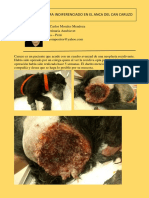 Fibrosarcoma Indiferenciado en El Anca Del Can Caruzo
